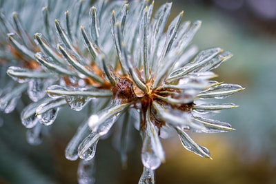 Macro lens of white flowers
